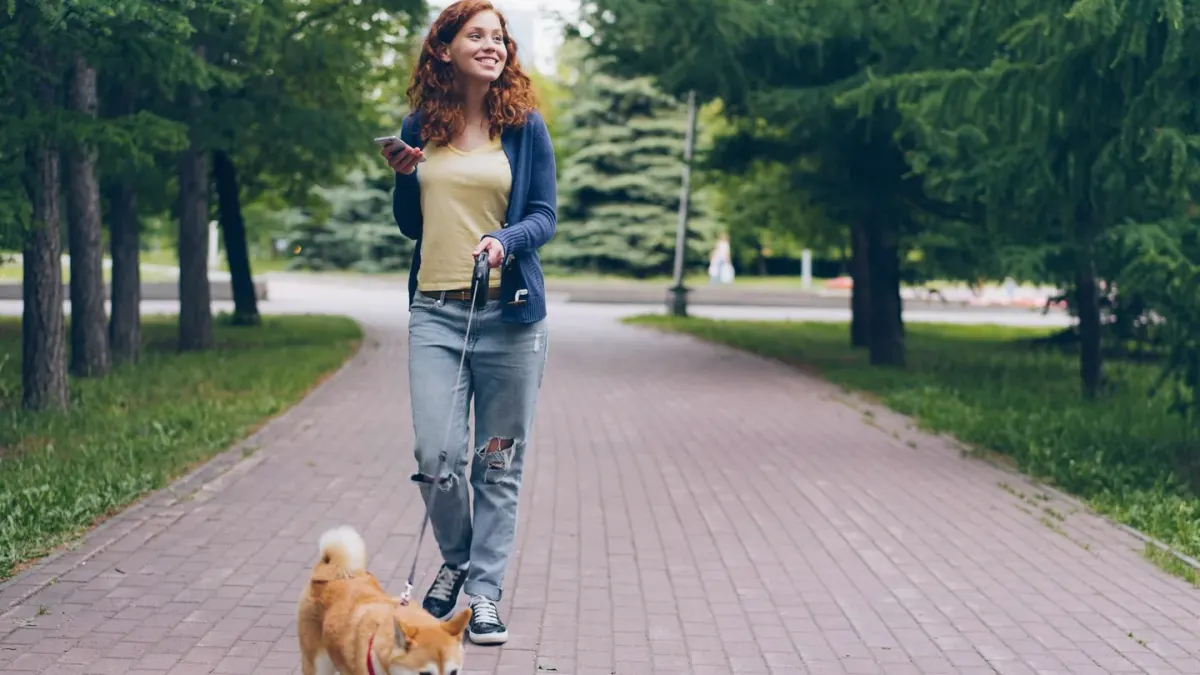 Dog walking with an owner