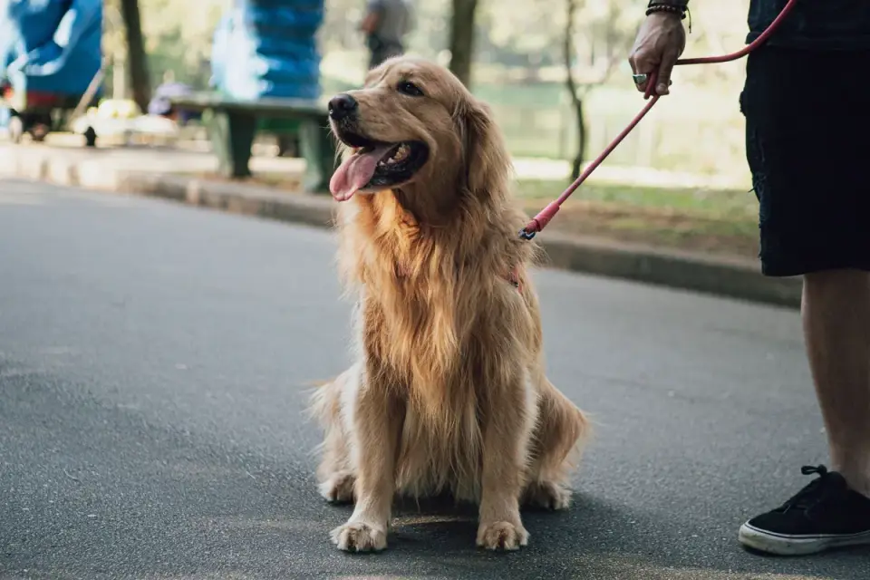 Dog walking with an owner