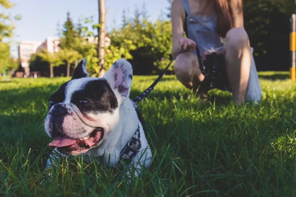 Dog walking with an owner