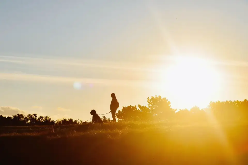 Dog walking with an owner