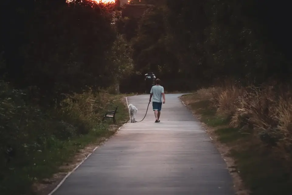 Dog walking with an owner
