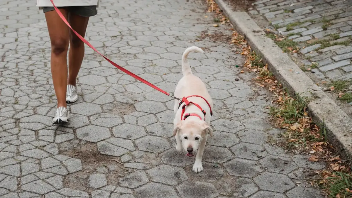 Dog walking with an owner