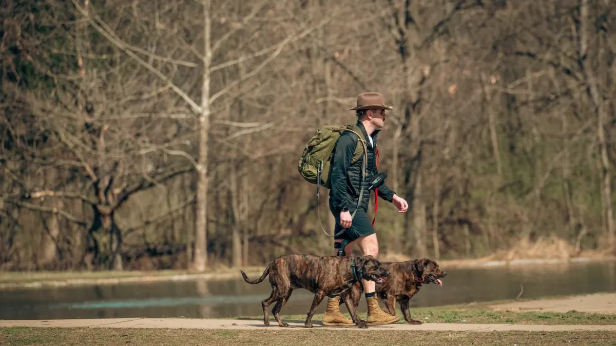 Dog walking with an owner