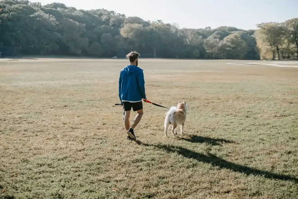Dog walking with an owner