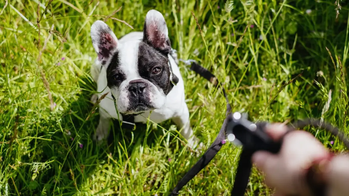 Dog walking with an owner