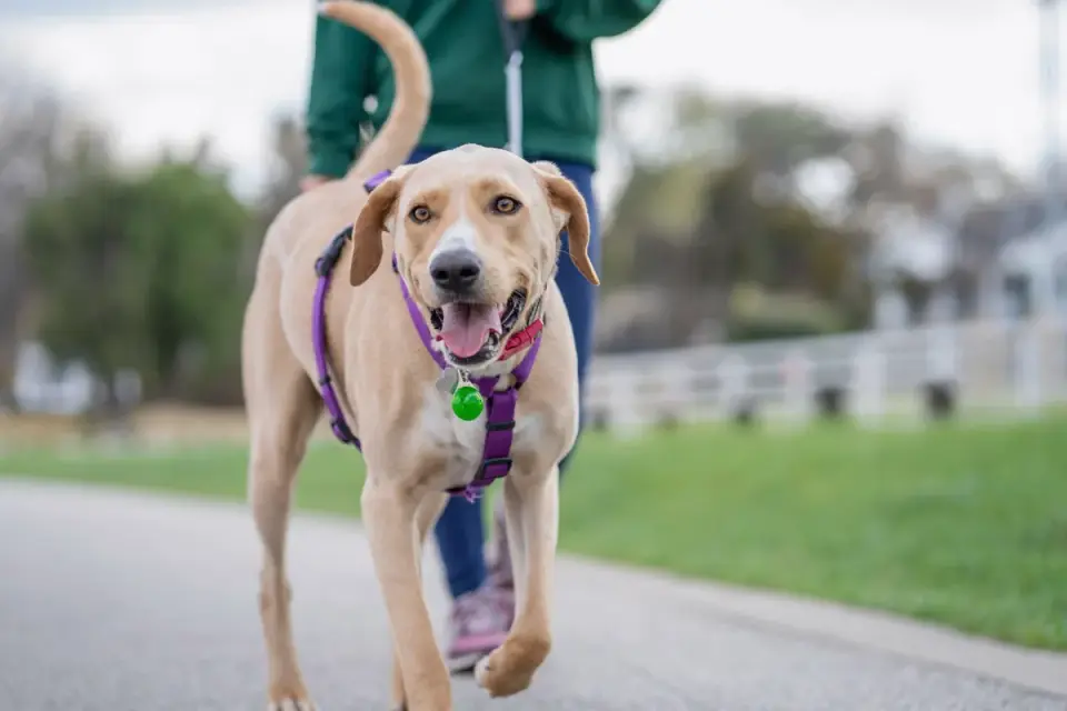 Dog walking with an owner