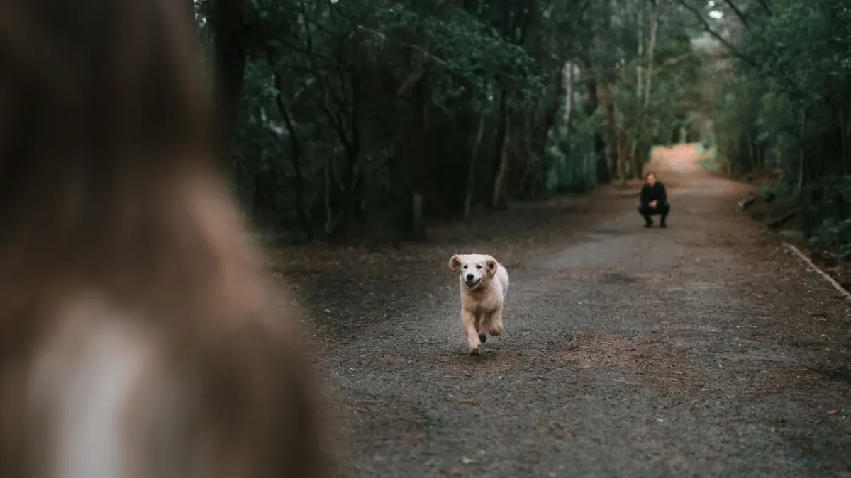 Dog walking with an owner