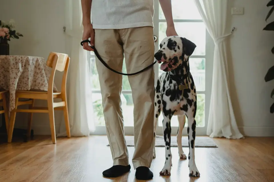 Dog walking with an owner