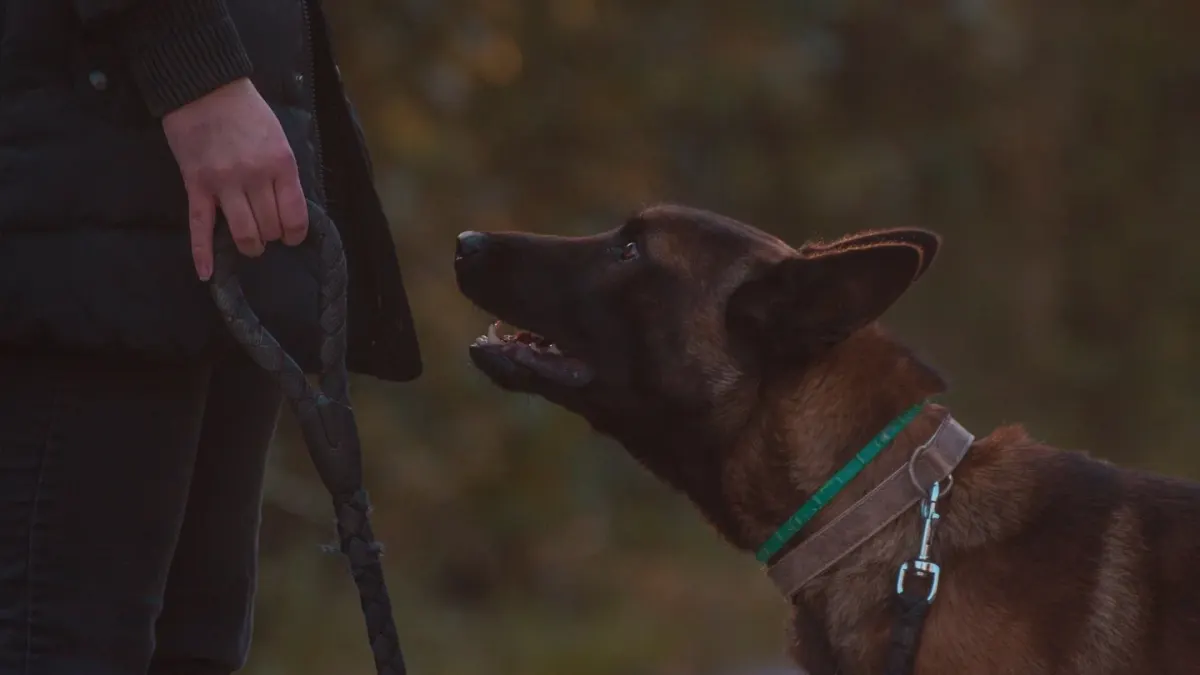 Dog walking with an owner