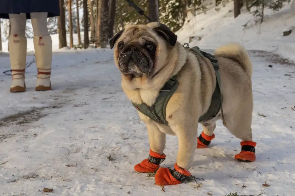 Dog wearing protective booties on a paved trail