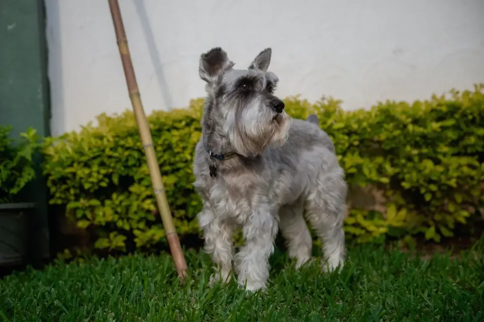 Dog with a gardening owner
