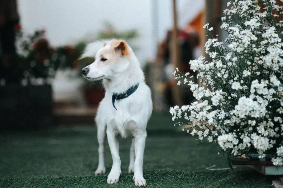 Dog with a gardening owner