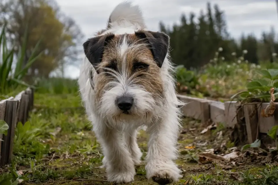 Dog with a gardening owner