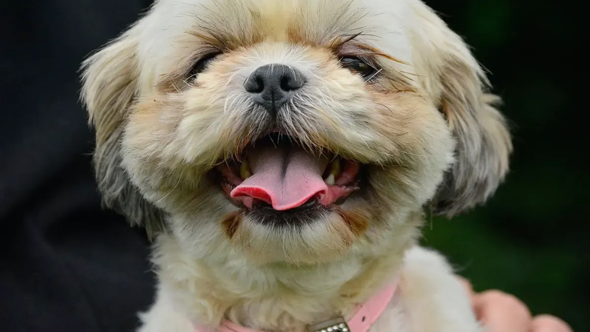 Dog with a gardening owner