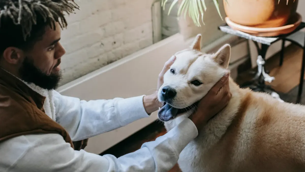 Dog with an owner at home