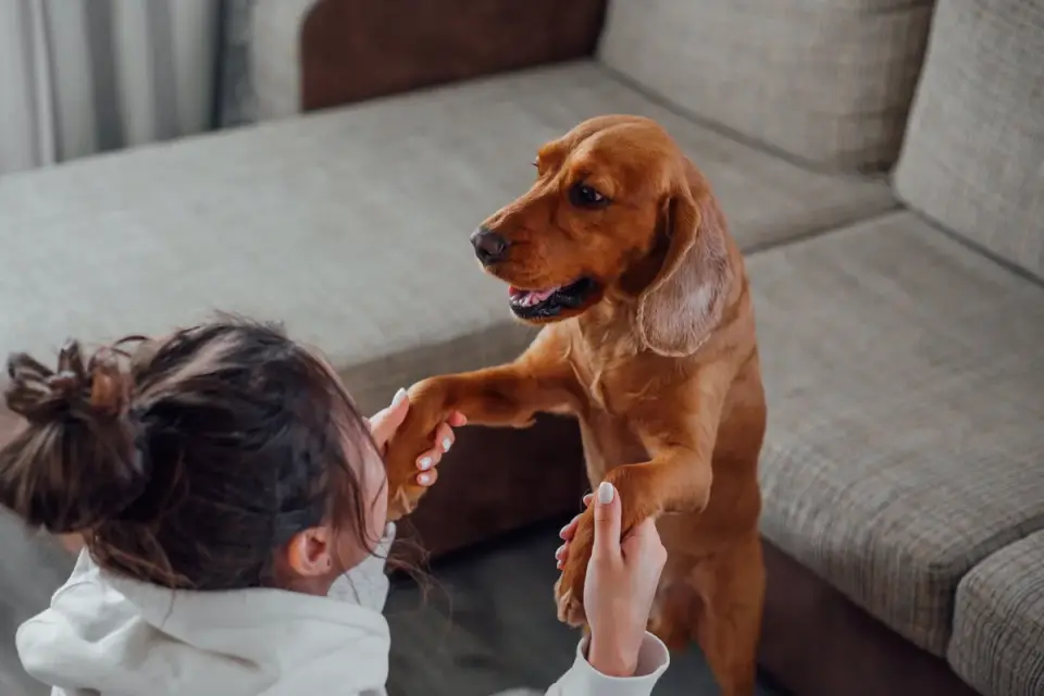 Dog with an owner at home