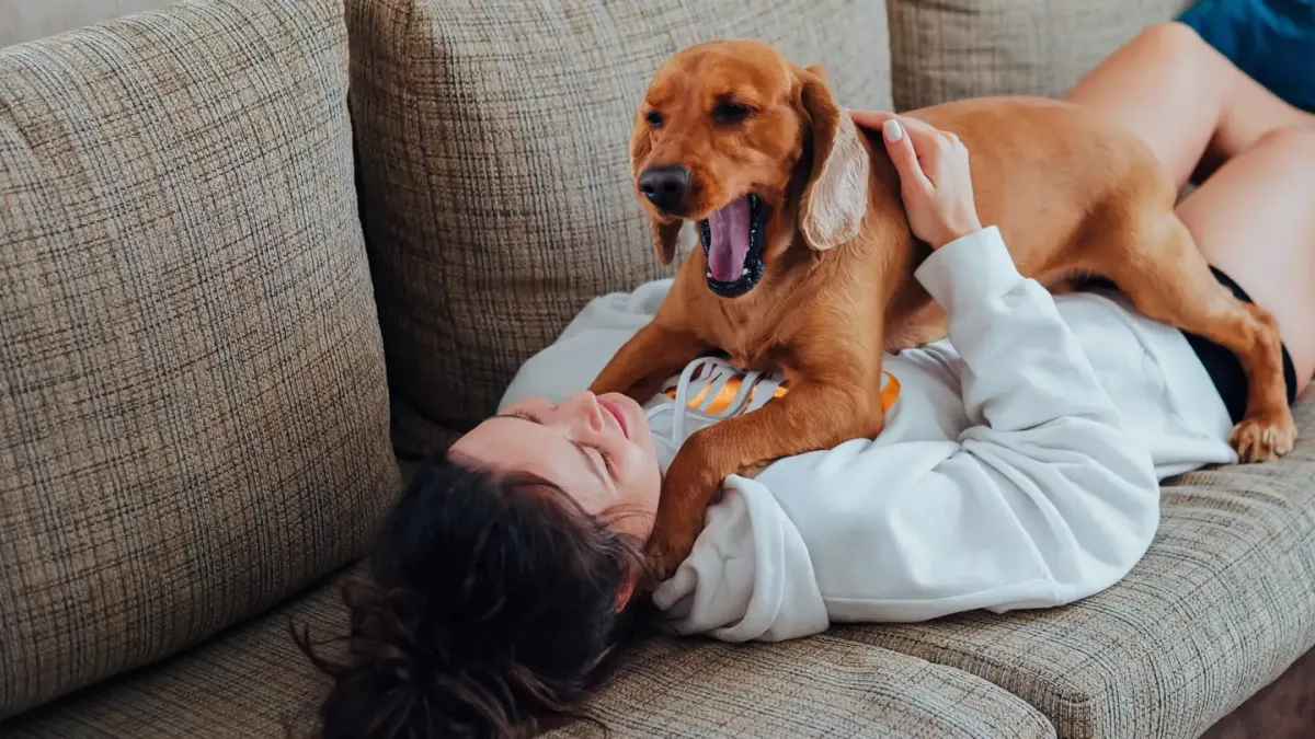 Dog with an owner at home