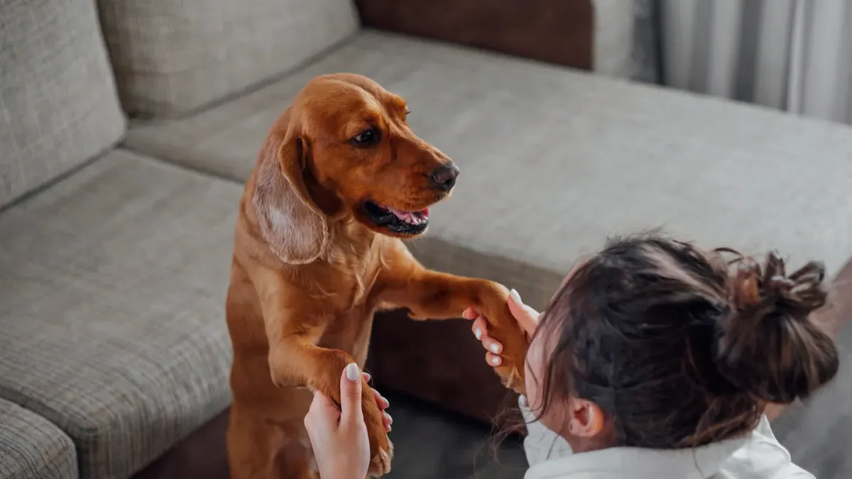 Dog with an owner at home