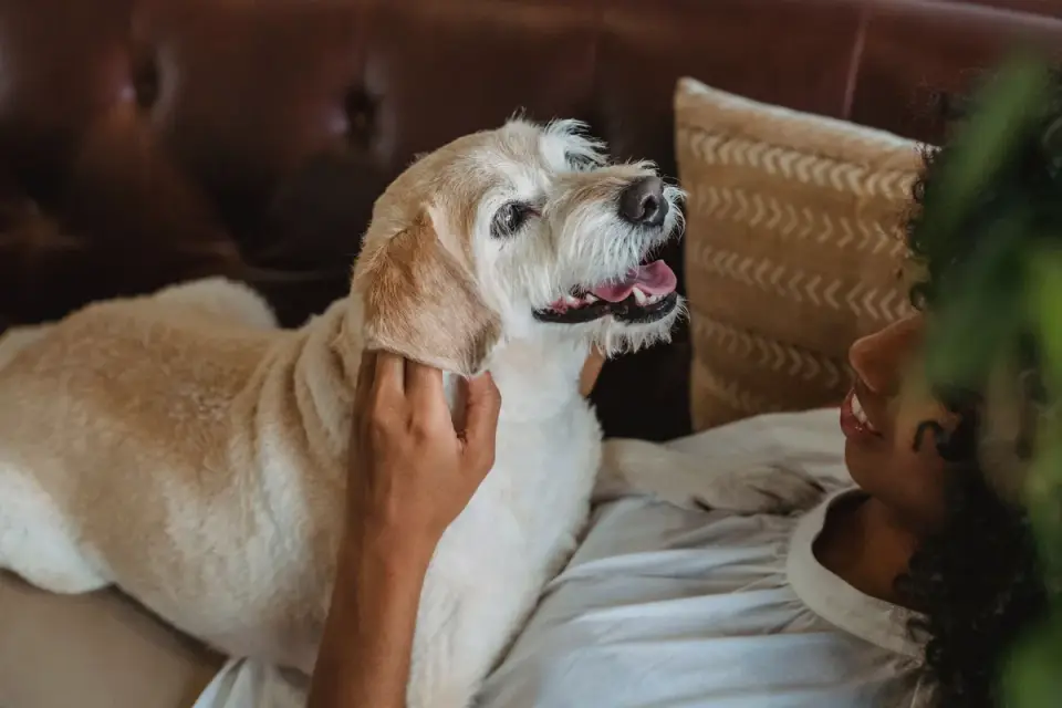 Dog with an owner at home