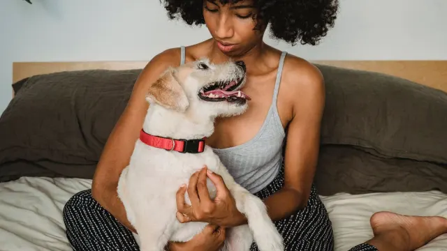 Dog with an owner at home