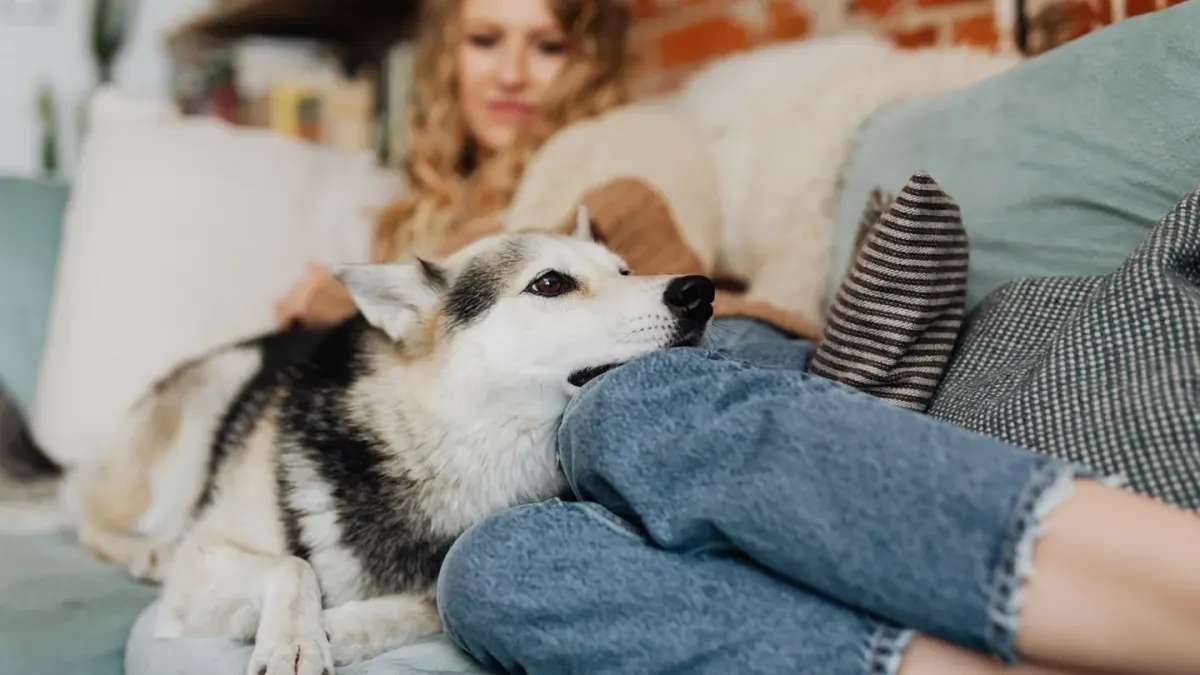 Dog with an owner at home