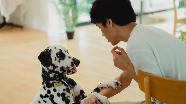 Dog with an owner at home