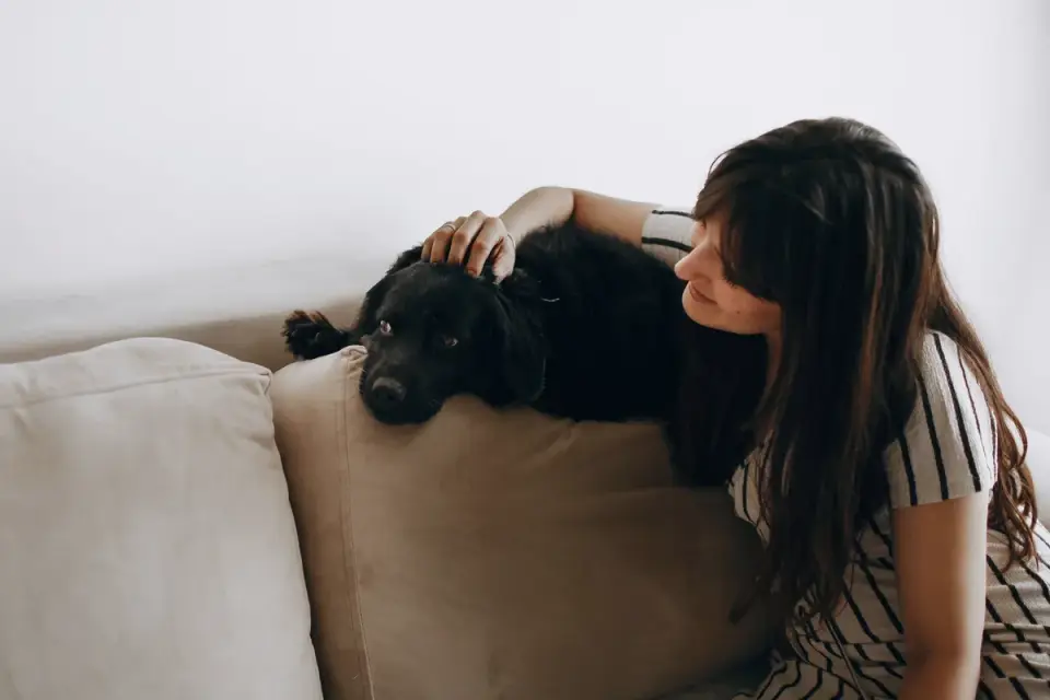 Dog with an owner at home