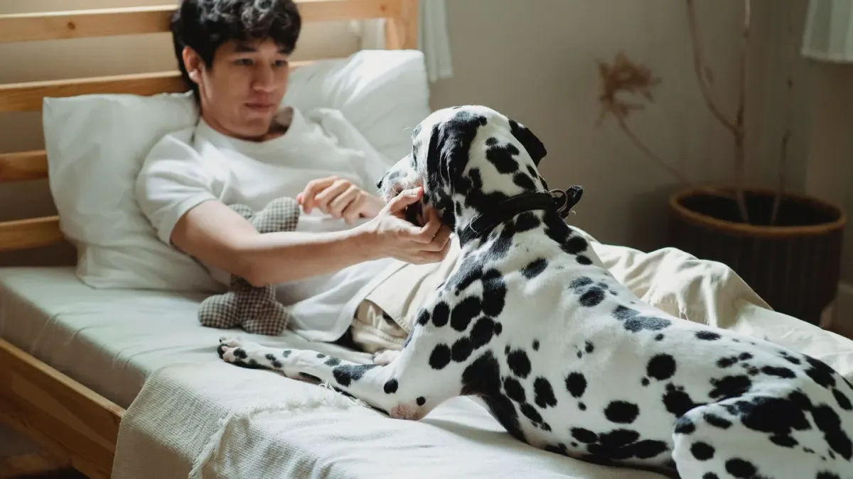 Dog with an owner at home