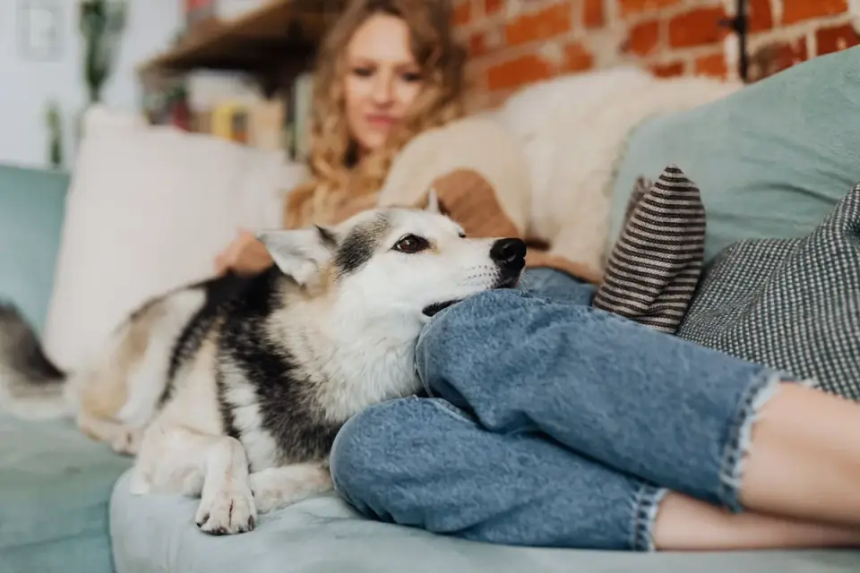 Dog with an owner at home