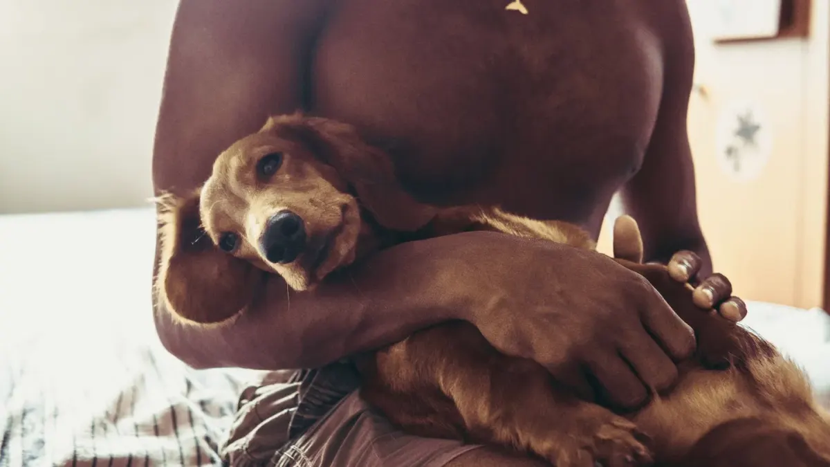 Dog with an owner at home