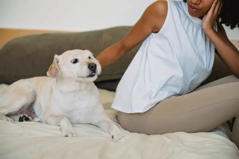 Dog with an owner at home