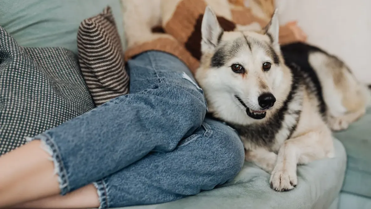 Dog with an owner at home