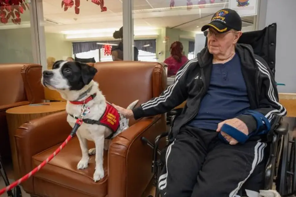 Dog with an owner at home