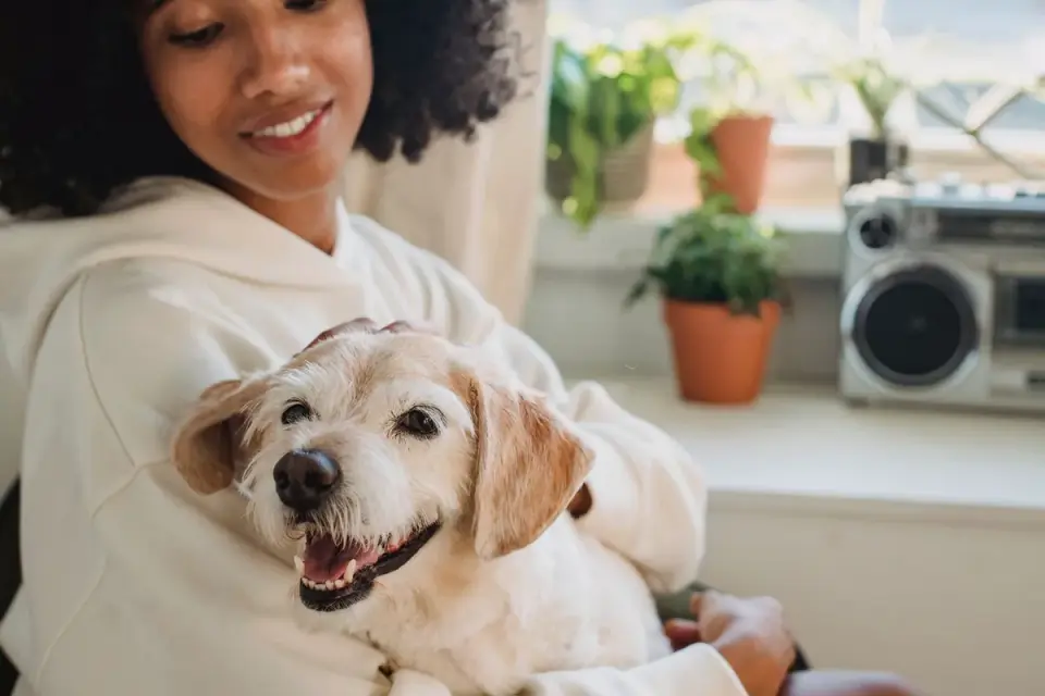 Dog with an owner at home