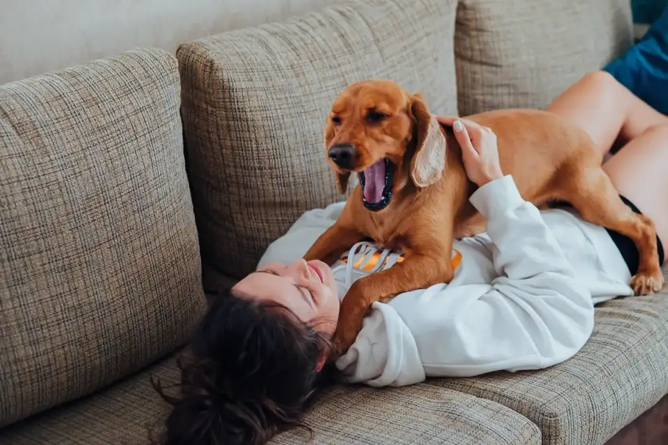 Dog with an owner at home