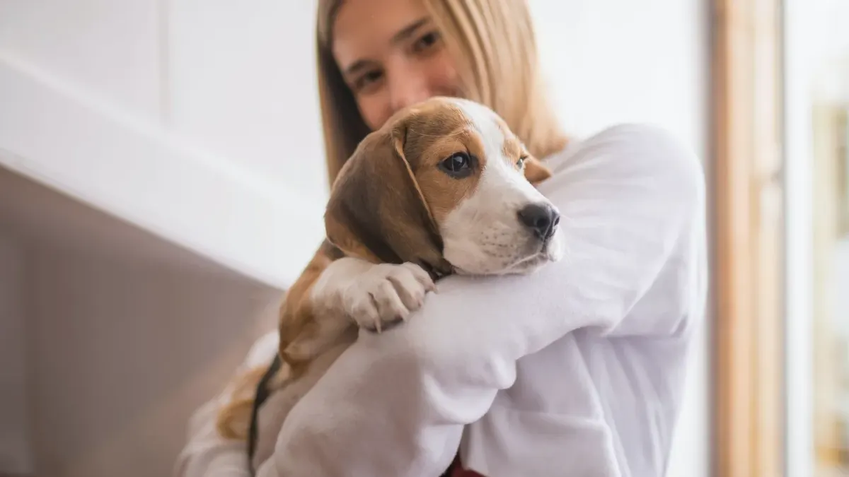 Dog with an owner