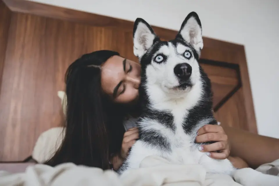 Dog with an owner