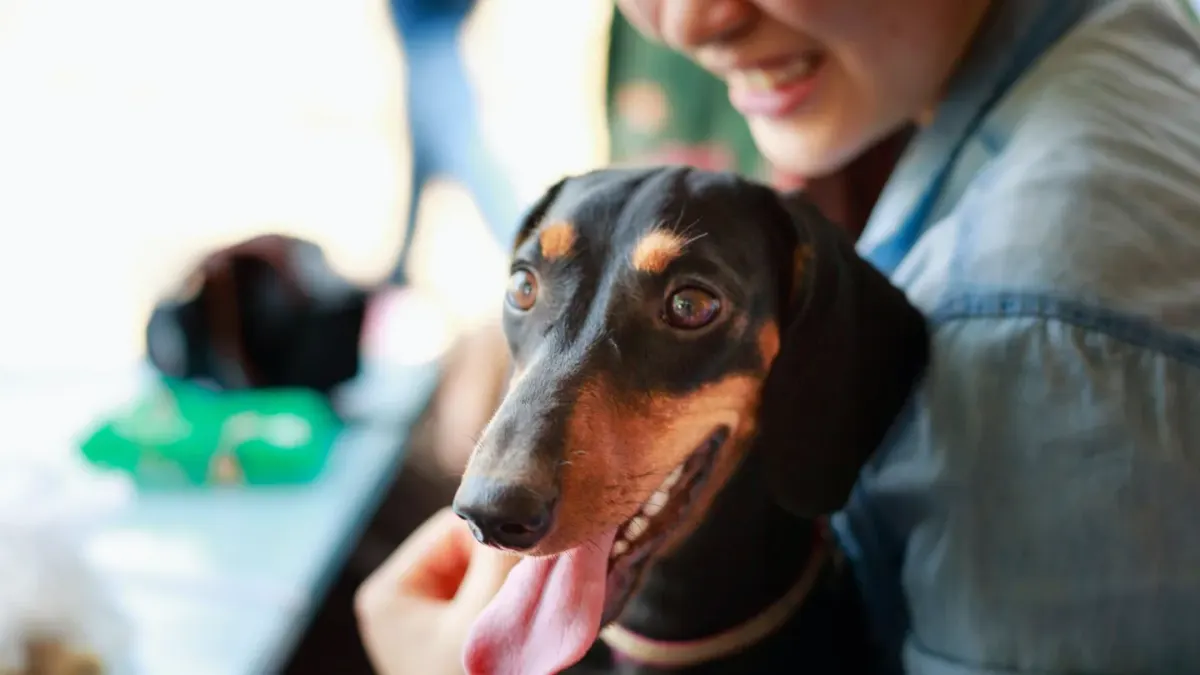 Dog with an owner