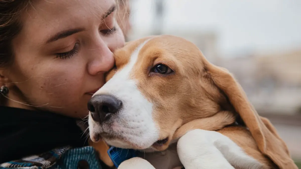 Dog with an owner