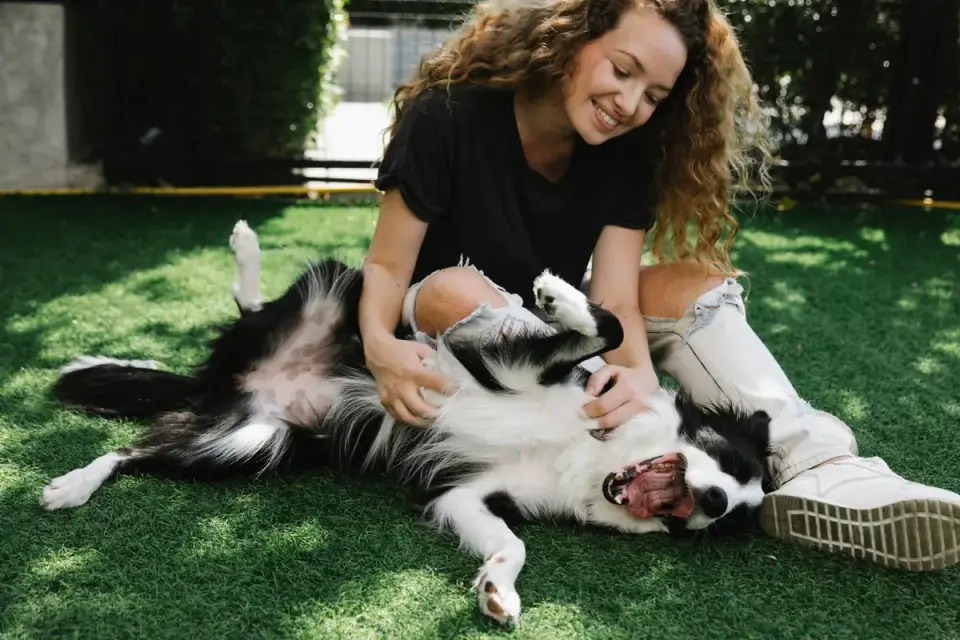 Dog with an owner