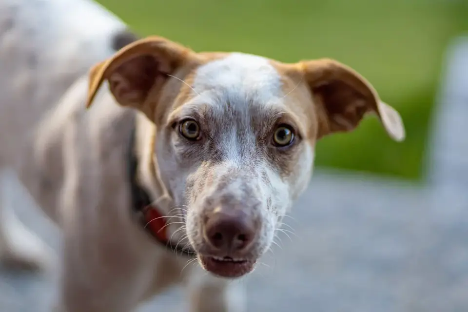 Dog with long floppy ears shaking off water outdoors