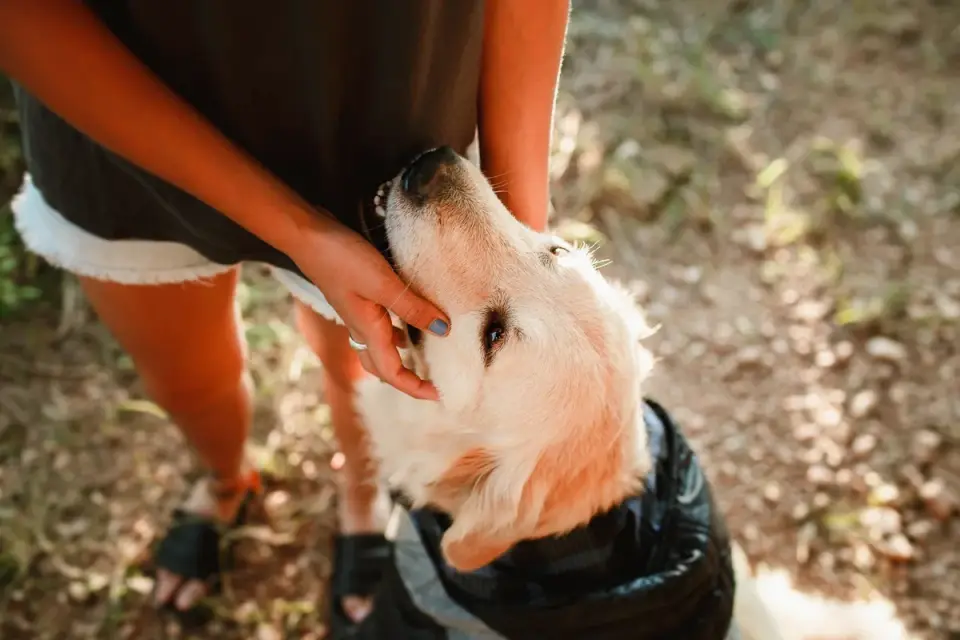 Golden Retriever being brushed outdoors with an undercoat rake