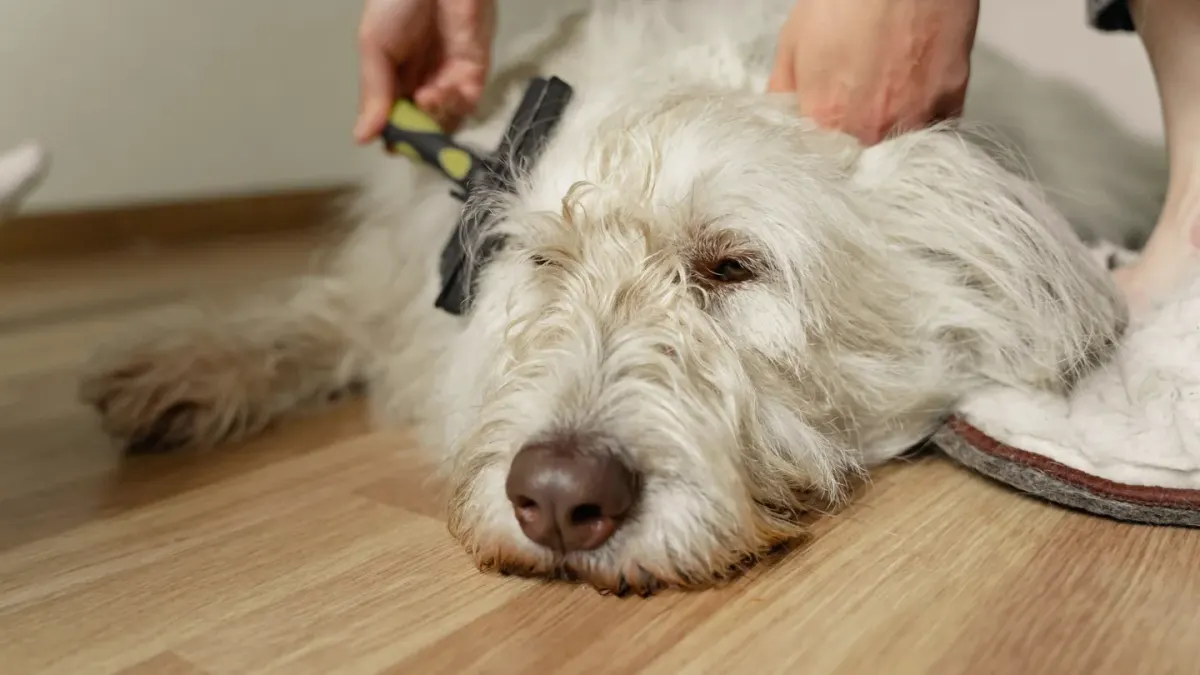 Owner and dog on floor together