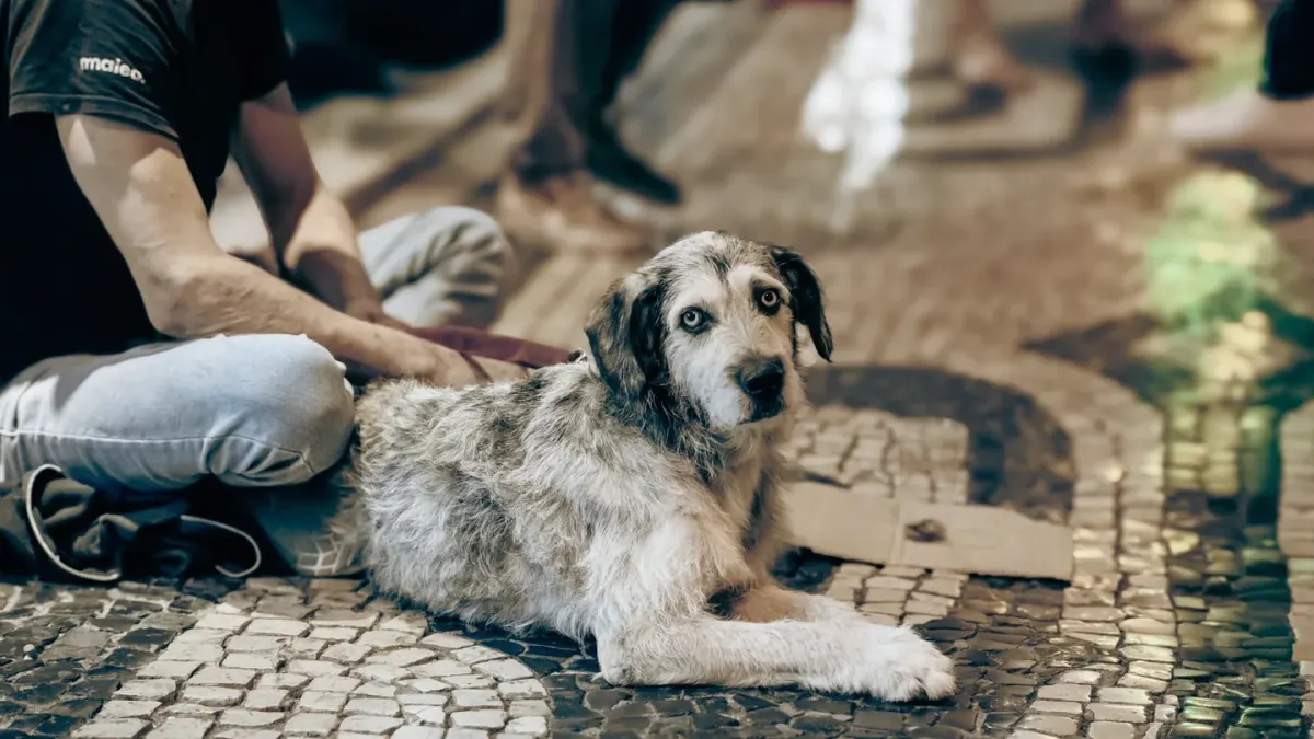 Owner and dog together