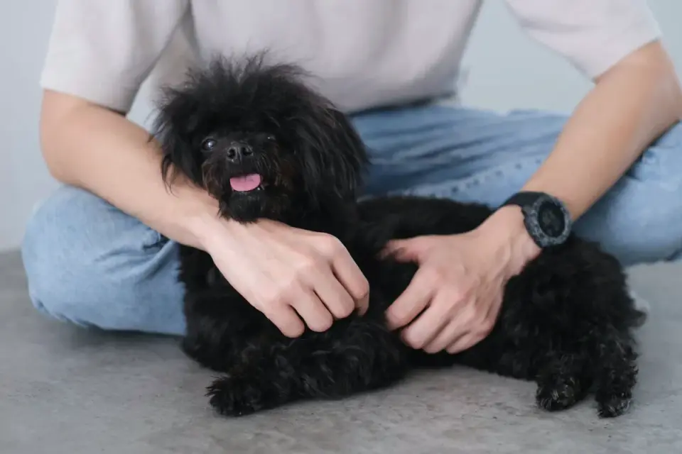 Owner and dog together