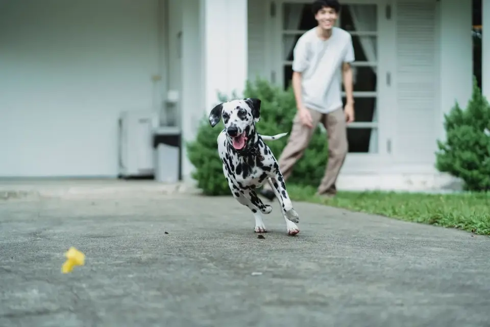 Owner crouching down and rewarding a dog with a treat after a retrieve