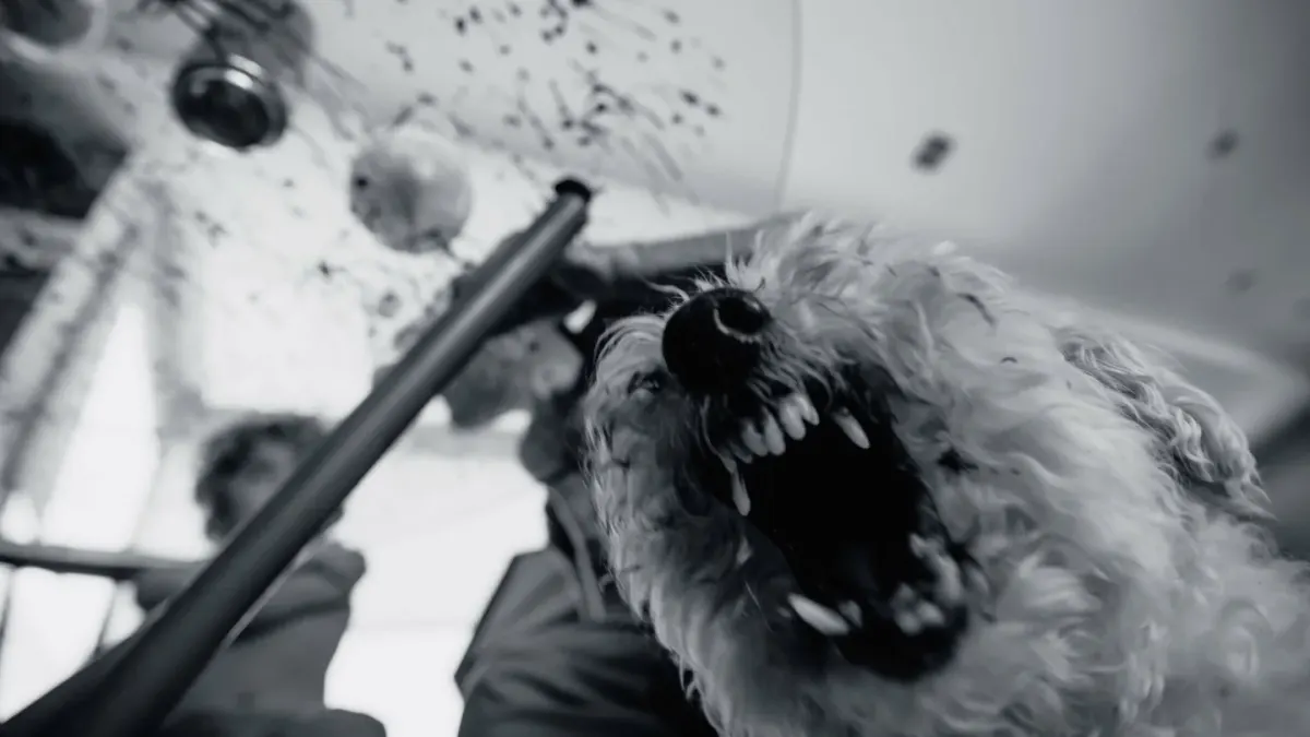 Owner gently brushing a dog's teeth with a finger toothbrush