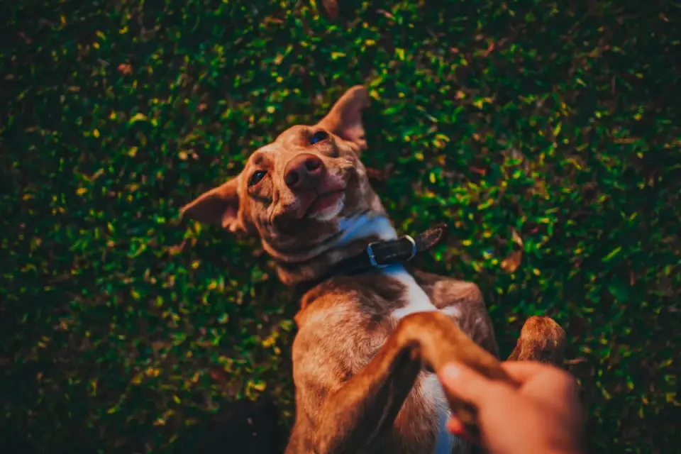 Owner gently checking a dog&#x27;s hind leg and paw for skin changes
