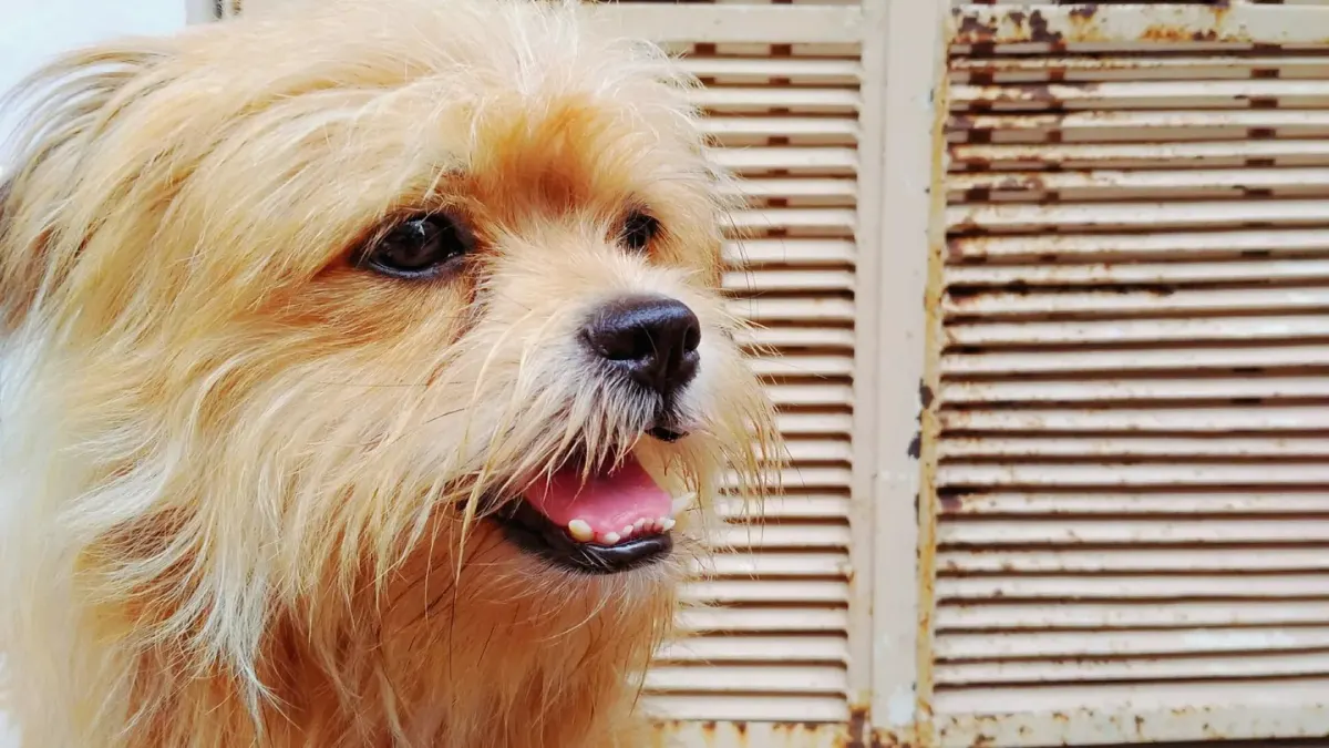 Owner gently checking inside a dog's mouth at home