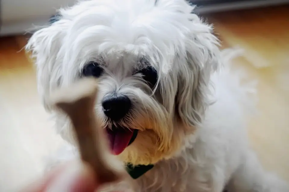 Owner holding a treat near a dog&#x27;s nose to lure a slow circular turn